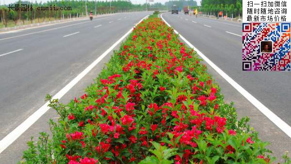 沭陽(yáng)紅王子錦帶花