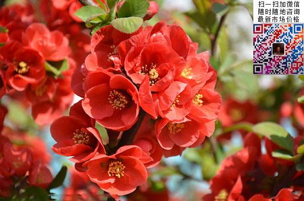 貼梗海棠 貼梗海棠