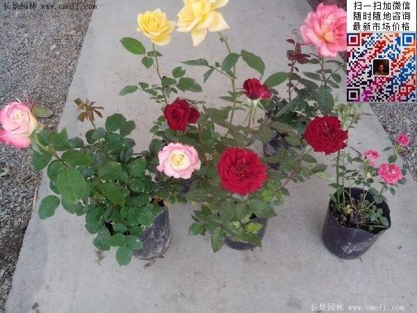 盆栽月季花 盆栽月季花