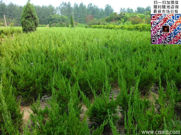 20~30~40~50公分小龍柏 20~30~40~50公分小龍柏