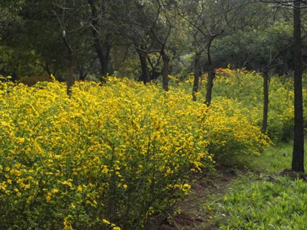 棣棠如何繁殖以及栽培養(yǎng)護(hù)經(jīng)驗分享