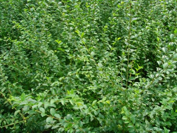 小葉女貞苗圖片 小葉女貞苗圖片