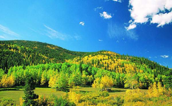 學習國外苗木行業經驗，搶先了解國內市場動態