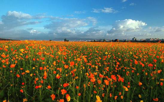 學習國外苗木行業經驗，搶先了解國內市場動態