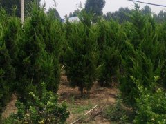 龍柏基地直銷小龍柏、龍柏球