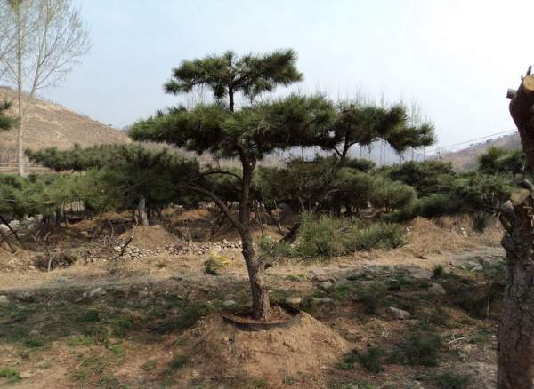 造型黑松樹哪里便宜？哪家的質量好？