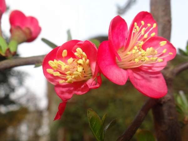 紅梅的花語是什么?