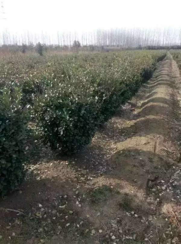 江蘇沭陽大葉黃楊 江蘇沭陽大葉黃楊