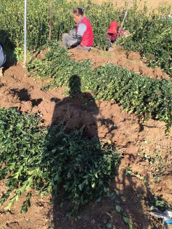 江蘇沭陽大葉黃楊 江蘇沭陽大葉黃楊