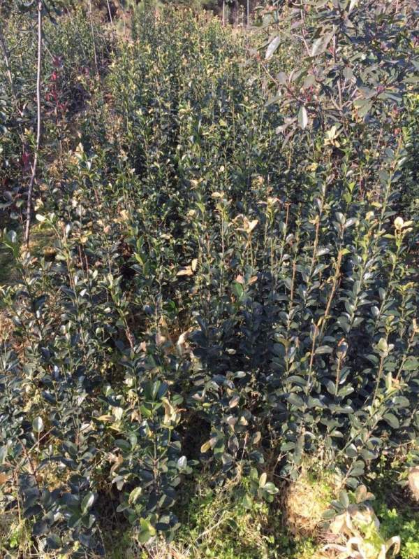 河南大葉黃楊苗 河南大葉黃楊苗