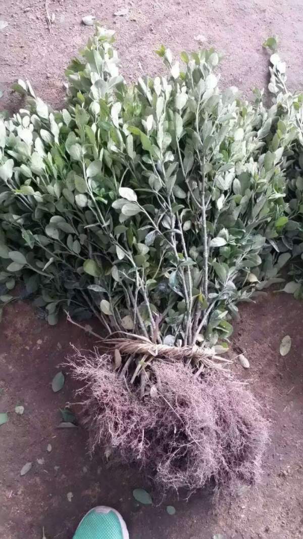 河南大葉黃楊苗 河南大葉黃楊苗