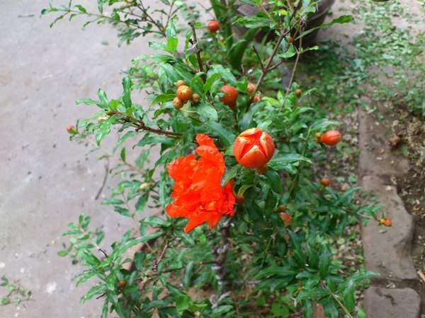 花石榴的花期、果期是什么時候