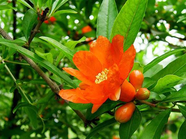 花石榴的花期、果期是什么時候