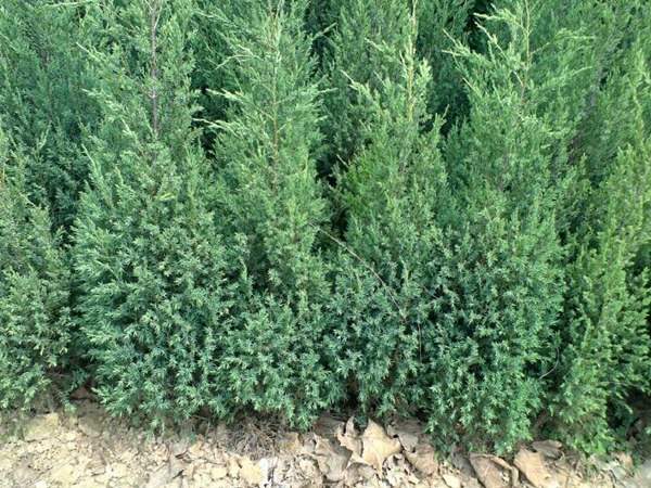 刺柏產(chǎn)區(qū)都有哪些地方？