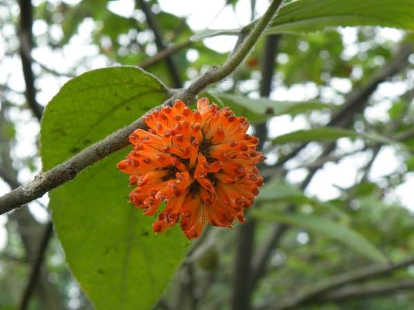 構樹的果實能吃嗎？