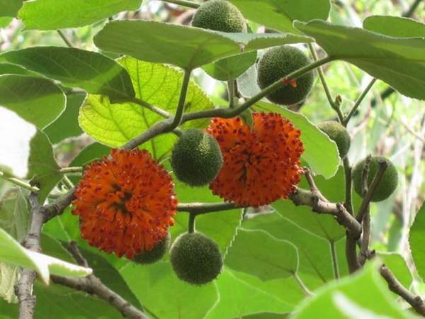 構樹的果實能吃嗎？