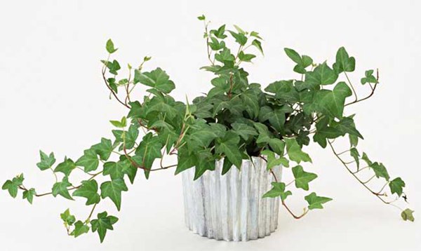 常春藤的花語(yǔ)是什么，有什么象征意義？