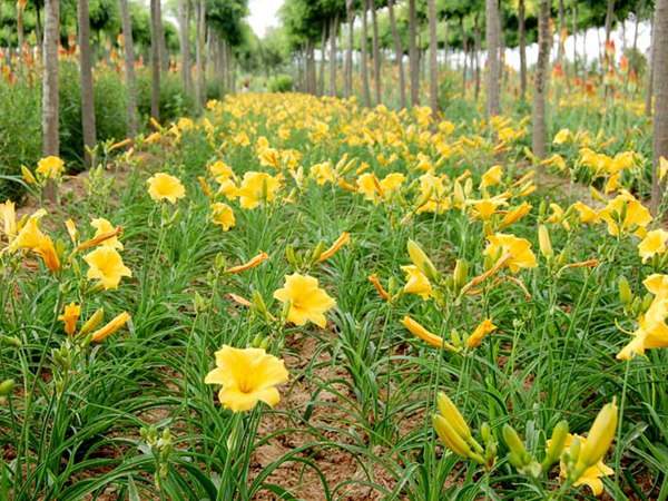 金娃娃萱草 金娃娃萱草