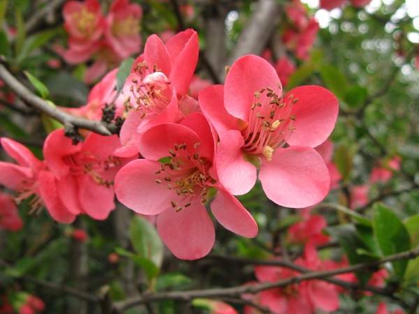 粉色的貼梗海棠花 粉色的貼梗海棠花