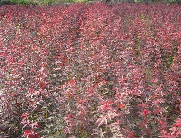 紅楓小苗 紅楓小苗