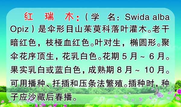 紅瑞木簡介 紅瑞木簡介
