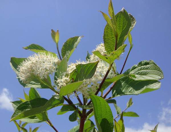紅瑞木花-長景園林 紅瑞木花-長景園林