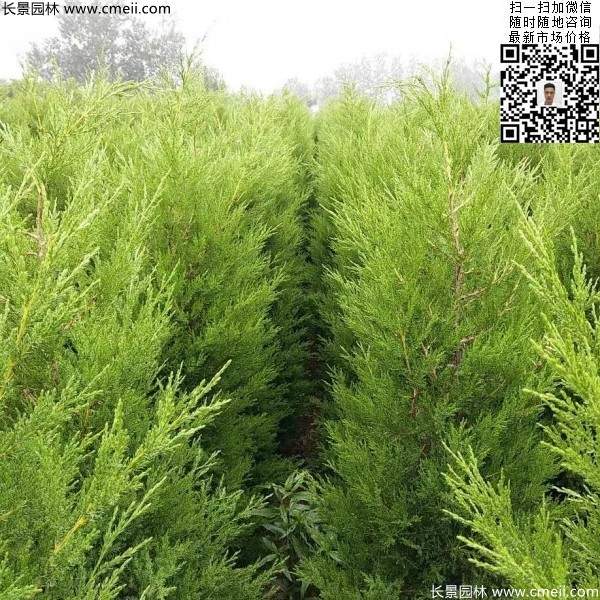 高度50公分60公分70公分蜀檜大量批發供應 高度50公分60公分70公分蜀檜大量批發供應