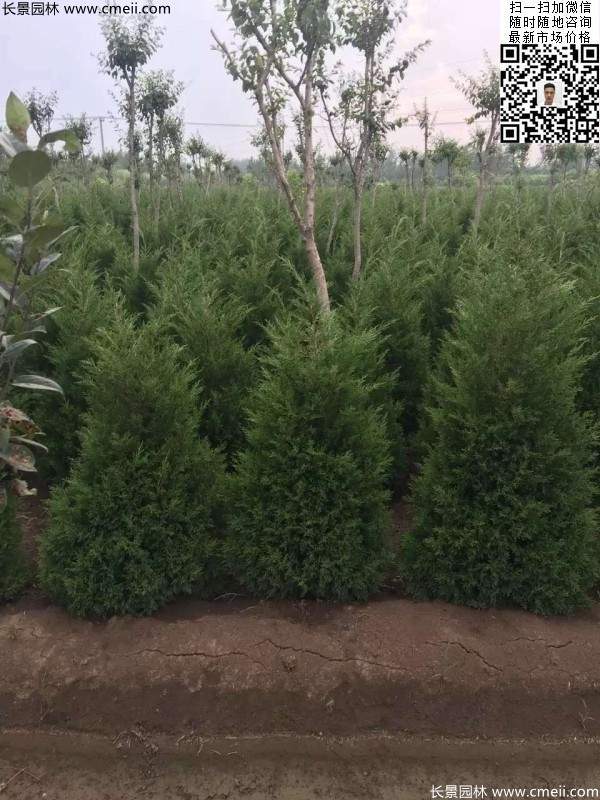 高度50公分60公分70公分蜀檜大量批發供應 高度50公分60公分70公分蜀檜大量批發供應