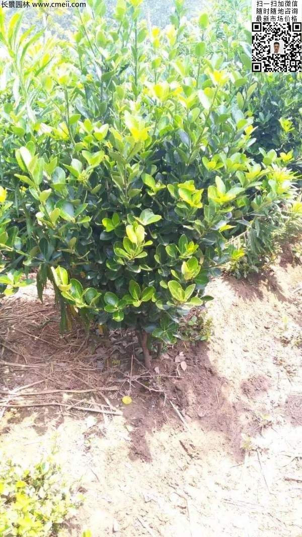 冠幅40公分50公分60公分大葉黃楊球 冠幅40公分50公分60公分大葉黃楊球