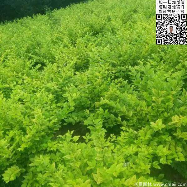 高度40公分50公分60公分金葉女貞苗圖片 高度40公分50公分60公分金葉女貞苗圖片