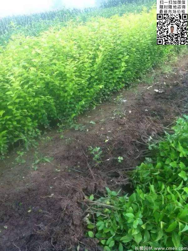 高度40公分50公分60公分金葉女貞苗圖片 高度40公分50公分60公分金葉女貞苗圖片