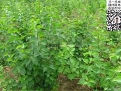 去那里購(gòu)買(mǎi)丁香苗最實(shí)惠？