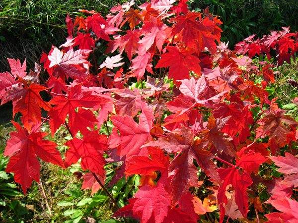 四季紅楓 四季紅楓