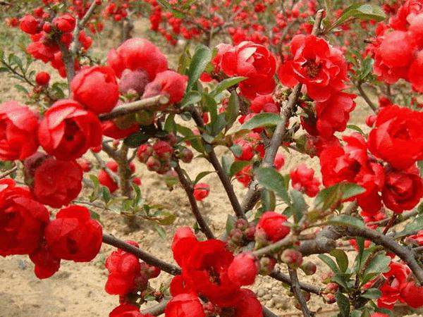 日本海棠 日本海棠