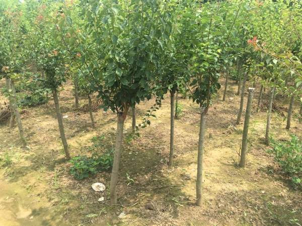 國內數一數二紅梅花產地，你知道幾個