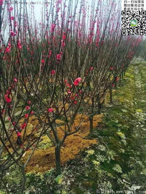 國內數一數二紅梅花產地，你知道幾個