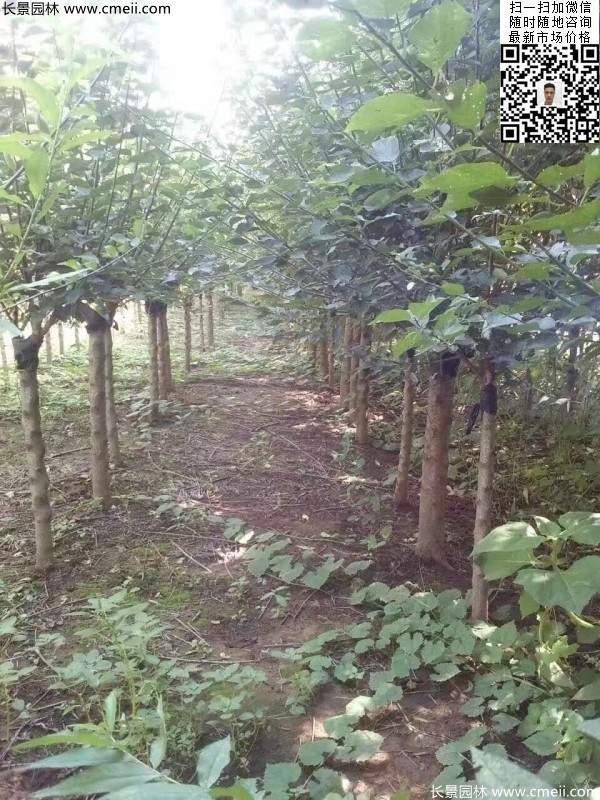 國內數一數二紅梅花產地，你知道幾個