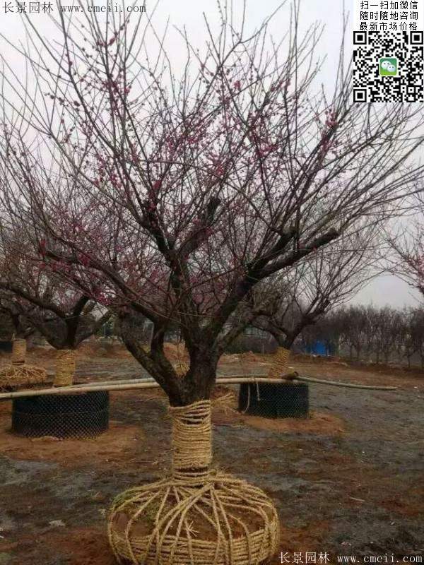 國內數一數二紅梅花產地，你知道幾個