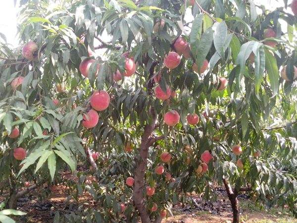 想知道桃樹(shù)結(jié)果多的秘訣嗎？