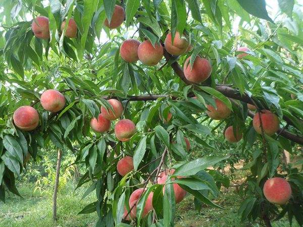 想知道桃樹(shù)結(jié)果多的秘訣嗎？