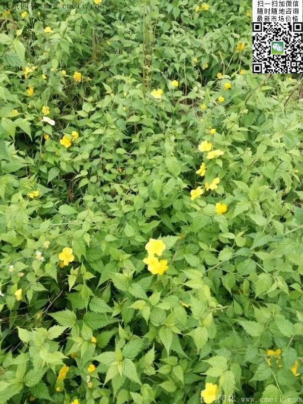 棣棠出售--長(zhǎng)景園林