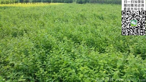 棣棠出售--長(zhǎng)景園林