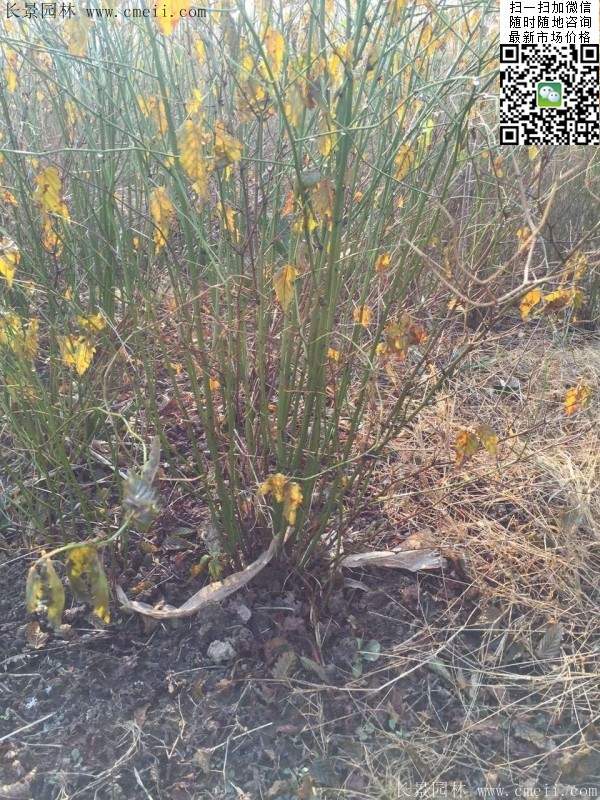 金棣棠梅 金棣棠梅