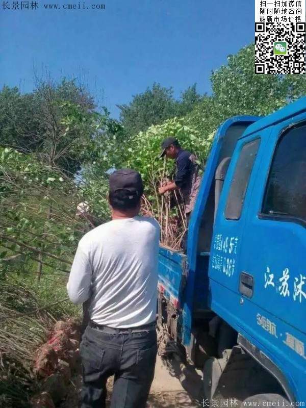 丁香樹(shù)苗 丁香樹(shù)苗