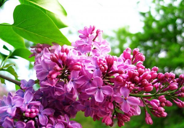 叢生丁香花 叢生丁香花