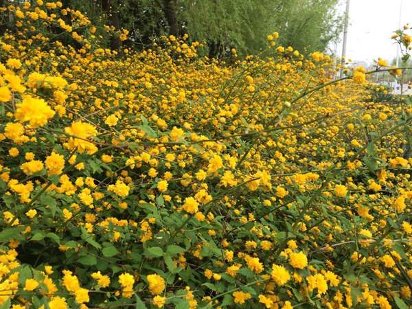 重瓣棣棠--長(zhǎng)景園林 重瓣棣棠--長(zhǎng)景園林