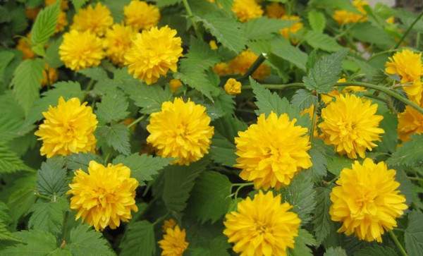 重瓣棣棠--長(zhǎng)景園林 重瓣棣棠--長(zhǎng)景園林