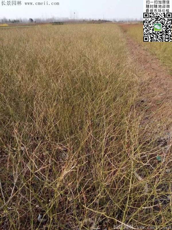 重瓣棣棠--長(zhǎng)景園林 重瓣棣棠--長(zhǎng)景園林