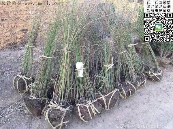 重瓣棣棠--長(zhǎng)景園林 重瓣棣棠--長(zhǎng)景園林