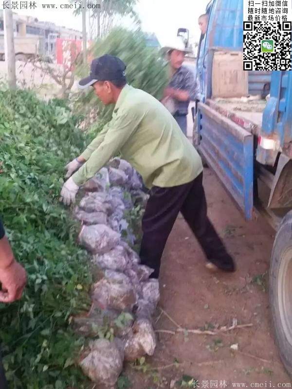 重瓣棣棠--長(zhǎng)景園林 重瓣棣棠--長(zhǎng)景園林